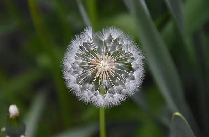 Nahaufnahme einer Pusteblume auf grüner Wiese