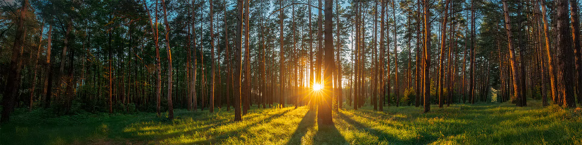 Sonnenuntergang im idyllischen Wald